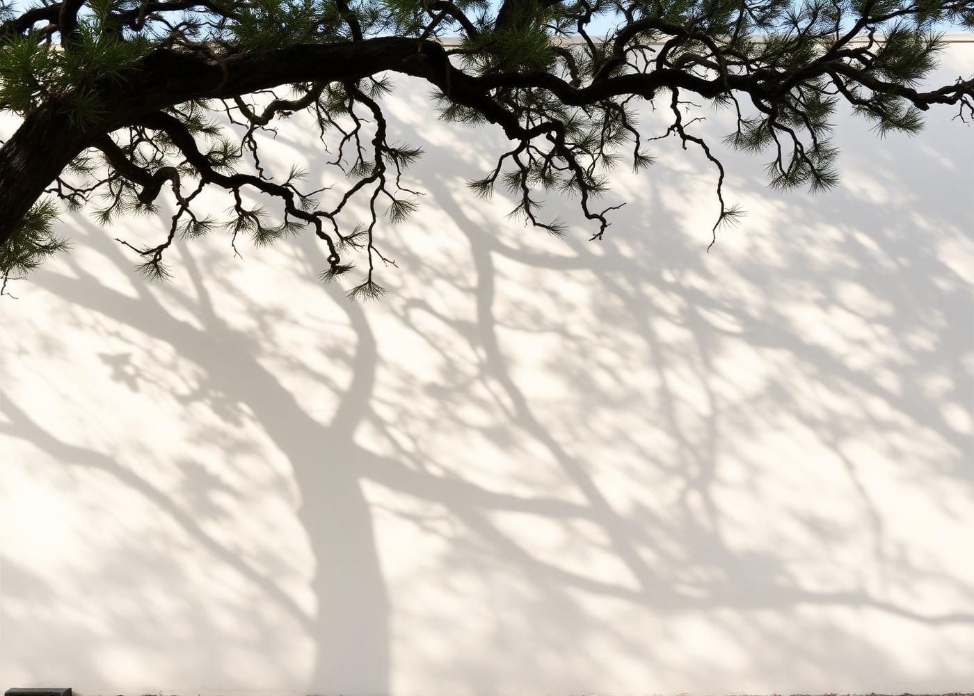 Live oak branches casting soft shadows across a pale coastal wall in the South Carolina Lowcountry